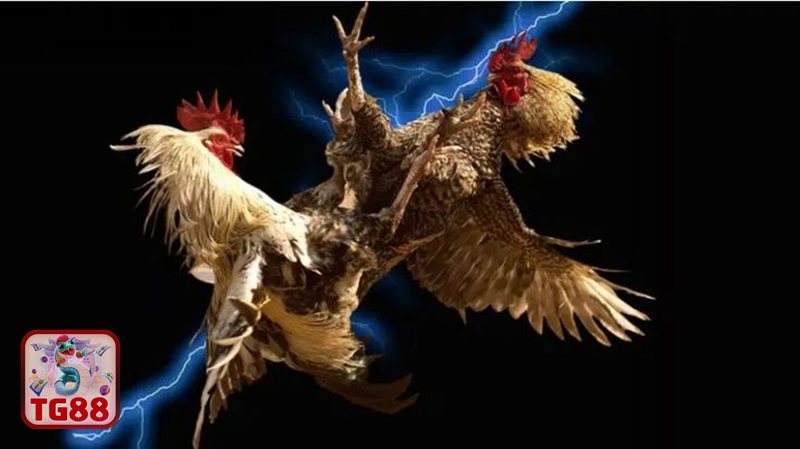 Đá Gà TG88 - Chất lượng phát sóng trực tiếp sắc nét Đá Gà TG88 - Chất lượng phát sóng trực tiếp sắc nét